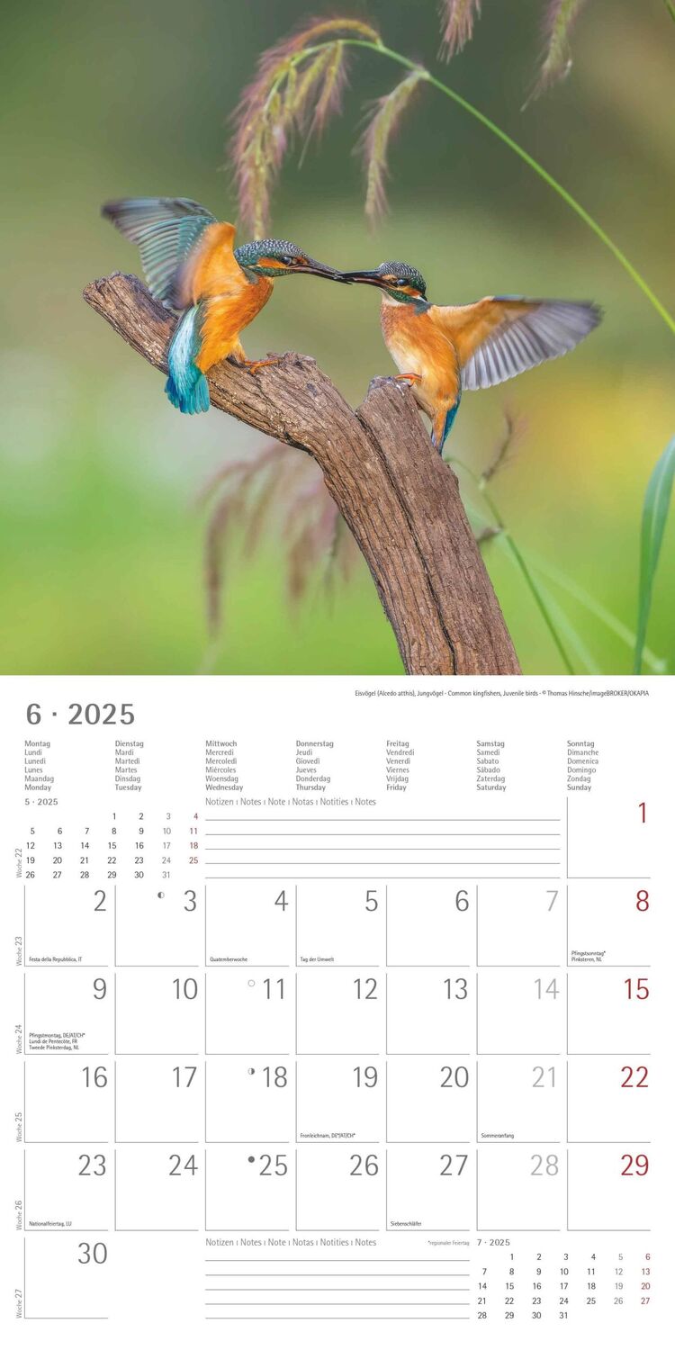 Bild: 4251732340728 | Vögel 2025 - Broschürenkalender 30x30 cm (30x60 geöffnet) -...