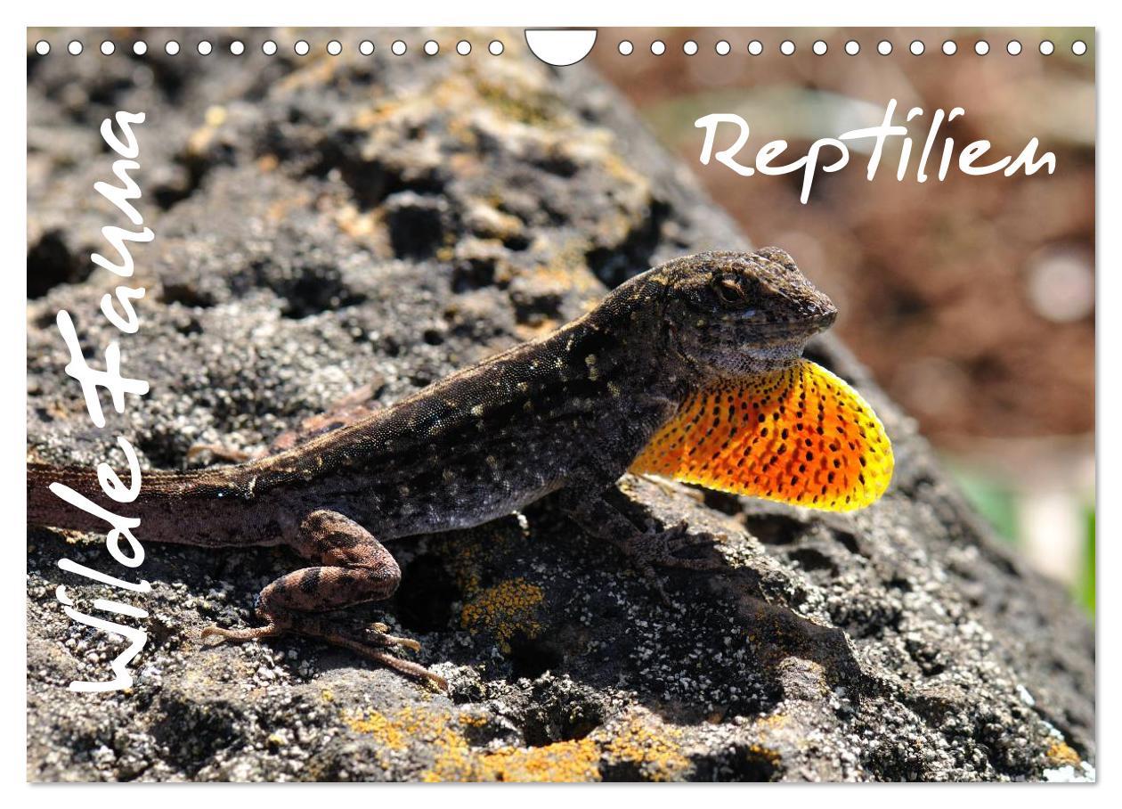 Cover: 9783435793471 | Wilde Fauna - Reptilien (Wandkalender 2025 DIN A4 quer), CALVENDO...