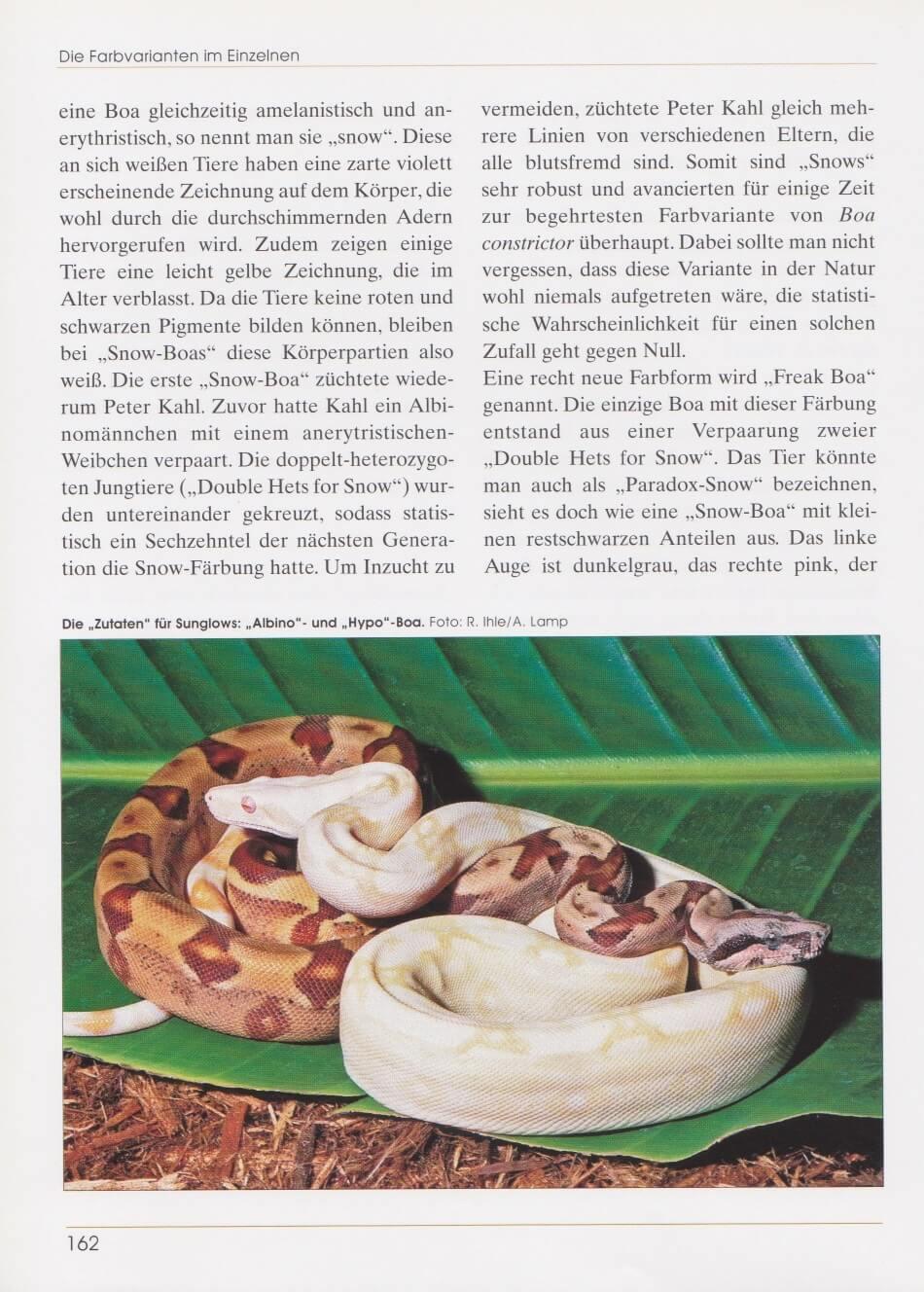 Bild: 9783931587918 | Boa constrictor | Die Abgottschlange | Stefan Binder (u. a.) | Buch