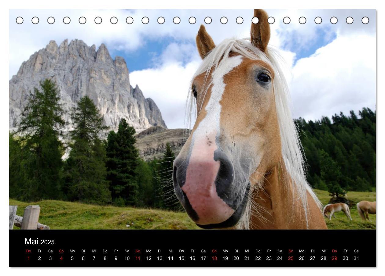 Bild: 9783435555376 | Wunderschöne Haflingerwelt (Tischkalender 2025 DIN A5 quer),...