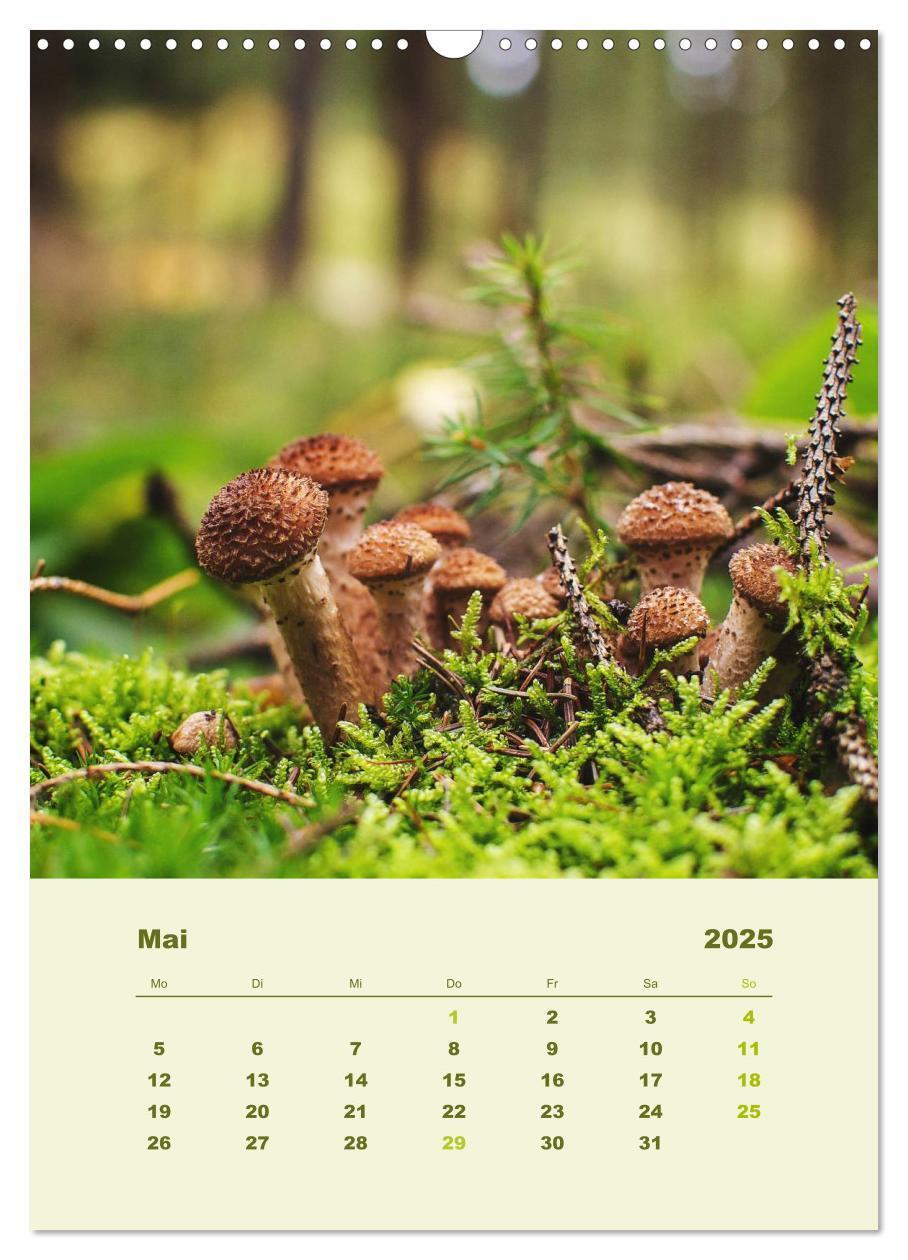 Bild: 9783457050750 | Wundersame Welt der Pilze (Wandkalender 2025 DIN A3 hoch), CALVENDO...