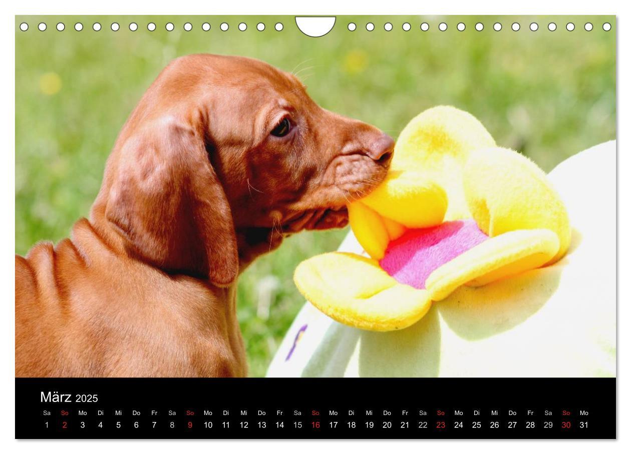 Bild: 9783435767625 | Magyar Vizsla Welpen (Wandkalender 2025 DIN A4 quer), CALVENDO...