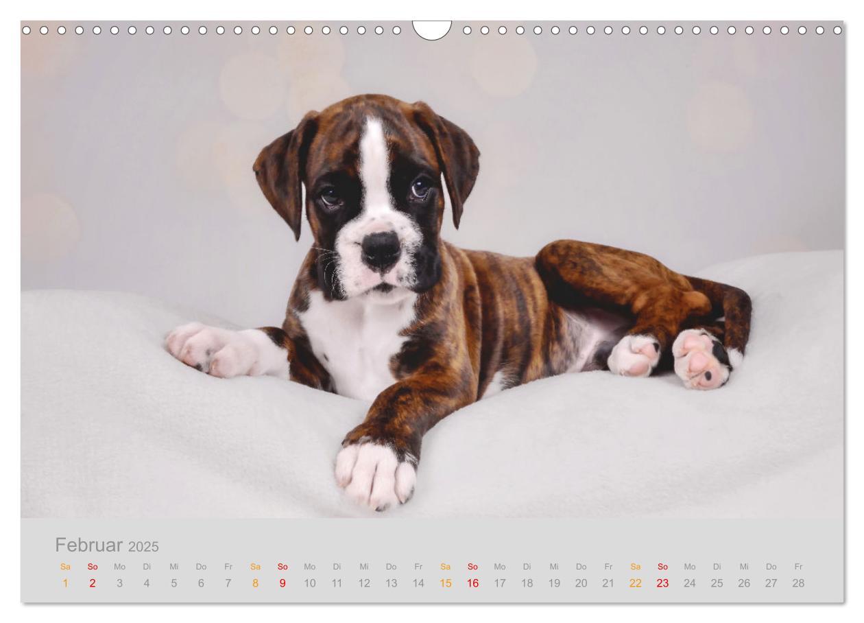 Bild: 9783457226131 | Boxer Welpen einfach zuckersüß (Wandkalender 2025 DIN A3 quer),...