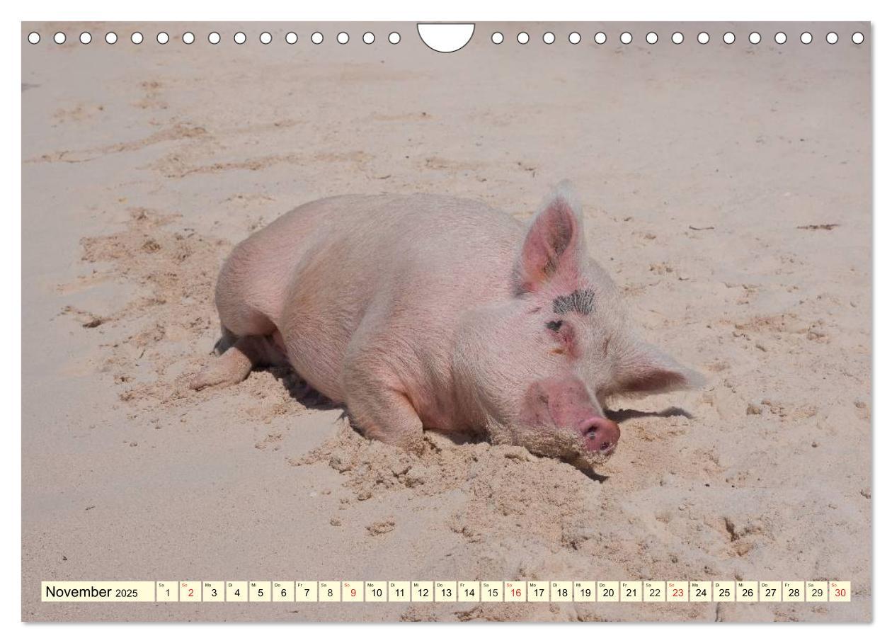 Bild: 9783435498253 | Schwimmende Schweine (Wandkalender 2025 DIN A4 quer), CALVENDO...