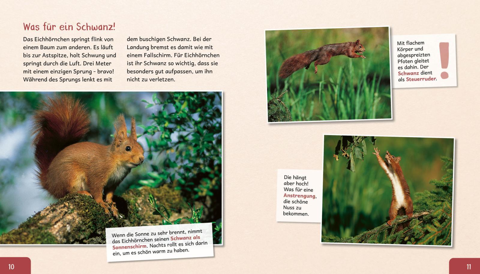 Bild: 9783480236558 | Meine große Tierbibliothek: Das Eichhörnchen | Stéphanie Ledu-Frattini