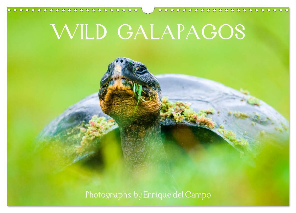 Cover: 9781325840069 | WILD GALAPAGOS (Wall Calendar 2024 DIN A3 landscape), CALVENDO 12...
