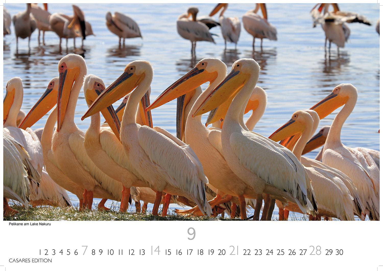 Bild: 9781835240618 | Kenia/Serengeti 2025 S 24x35 cm | Kalender | 14 S. | Deutsch | 2025