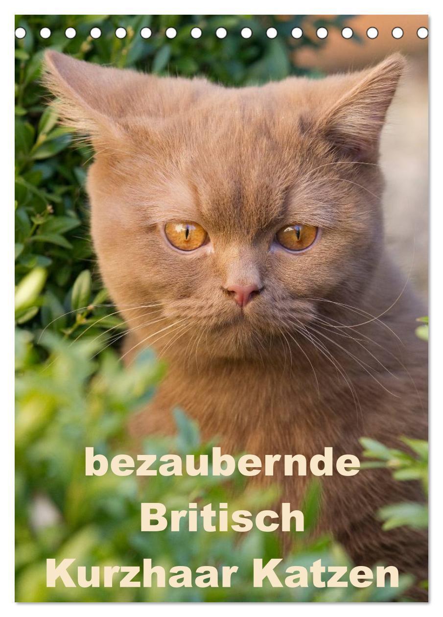 Cover: 9783457072493 | bezaubernde Britisch Kurzhaar Katzen (Tischkalender 2025 DIN A5...