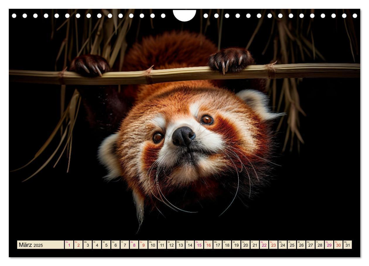 Bild: 9783383867200 | Roter Panda - gefährdeter Katzenbär (Wandkalender 2025 DIN A4...