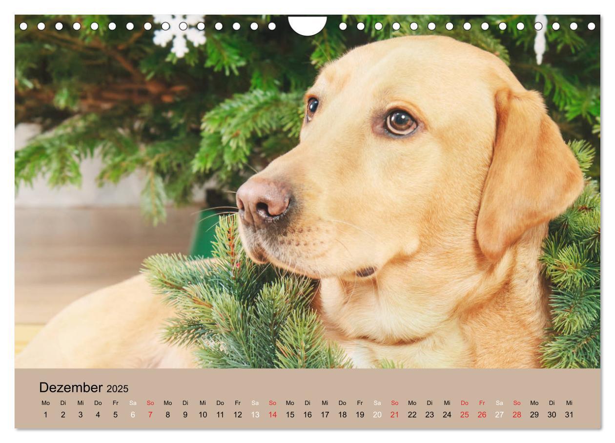 Bild: 9783435161805 | Labrador Retriever unsere Freunde (Wandkalender 2025 DIN A4 quer),...