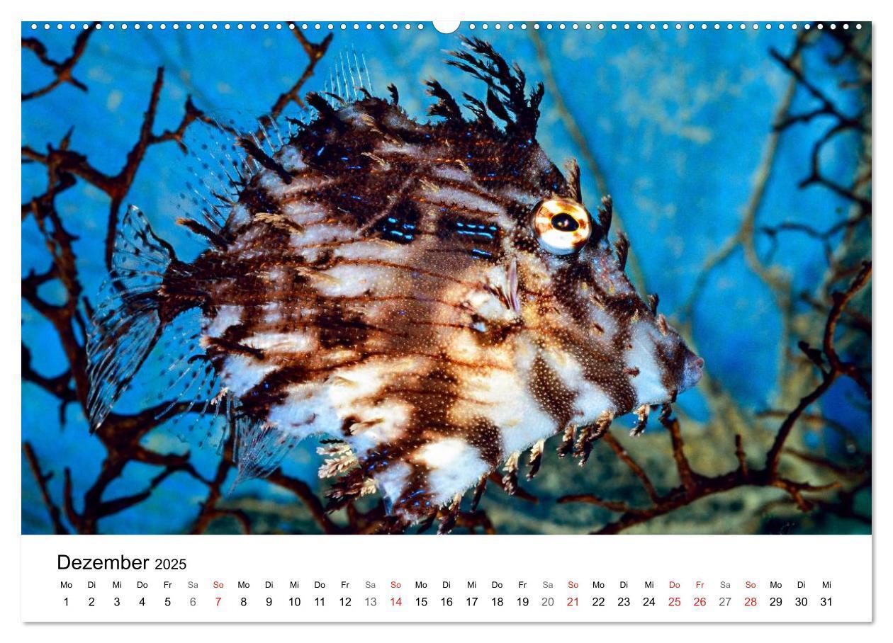 Bild: 9783435793587 | Fischzauber - Wundervolle Aquarienfische (Wandkalender 2025 DIN A2...