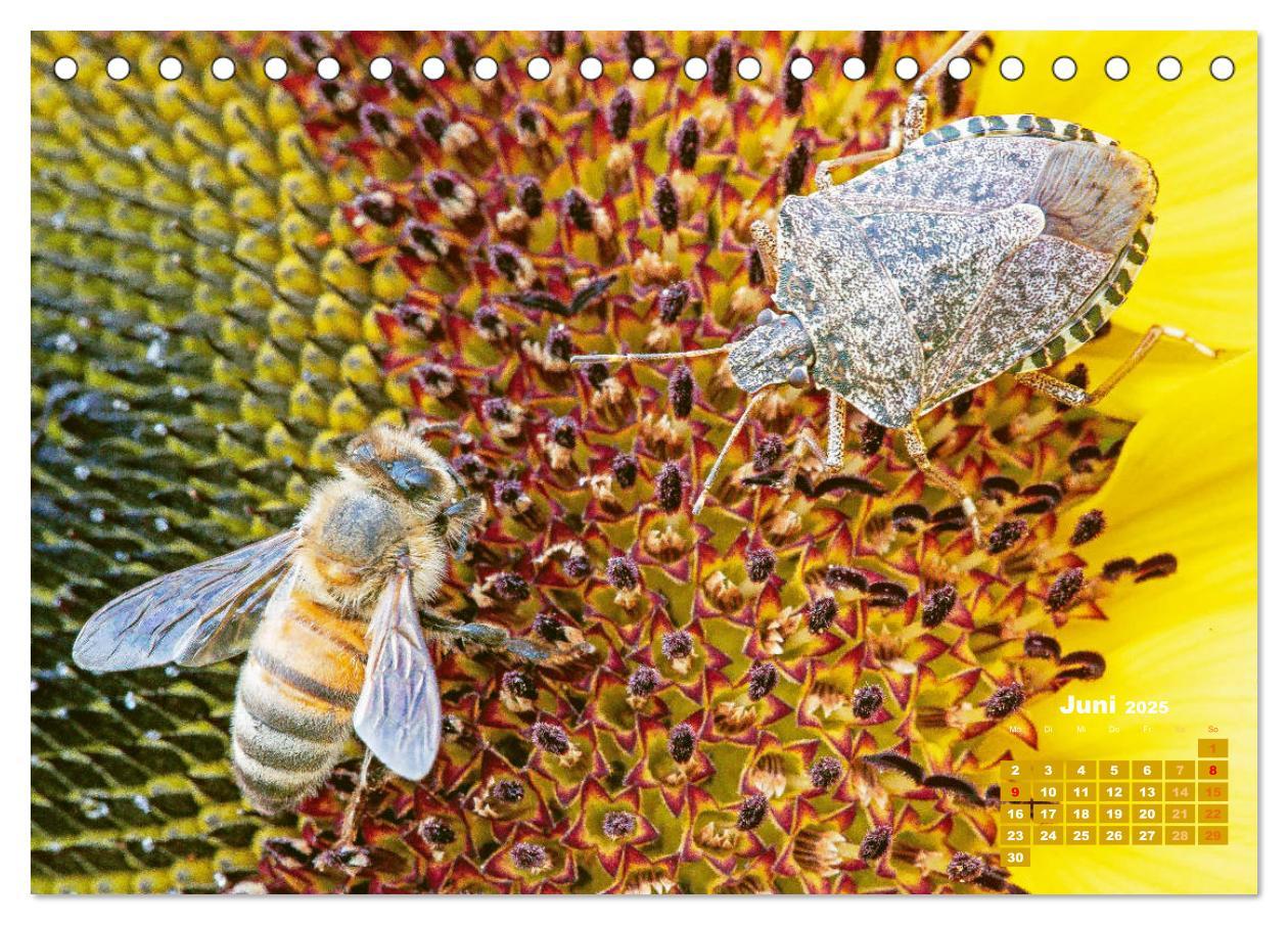 Bild: 9783435124435 | Ein Leben für den Honig - Bienen und Imker (Tischkalender 2025 DIN...