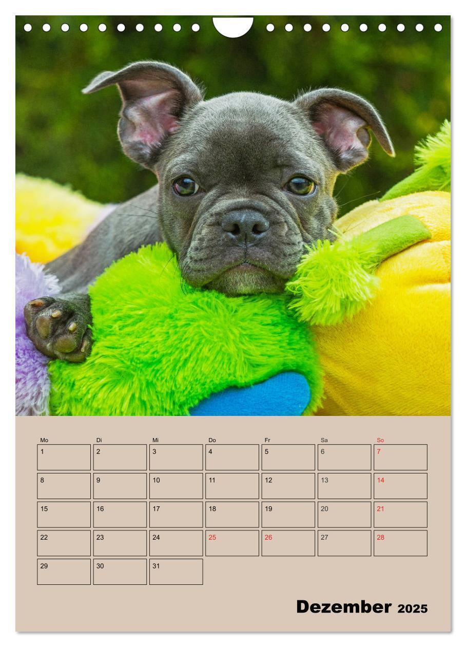 Bild: 9783435959662 | Jahresplaner Französische Bulldogge (Wandkalender 2025 DIN A4...