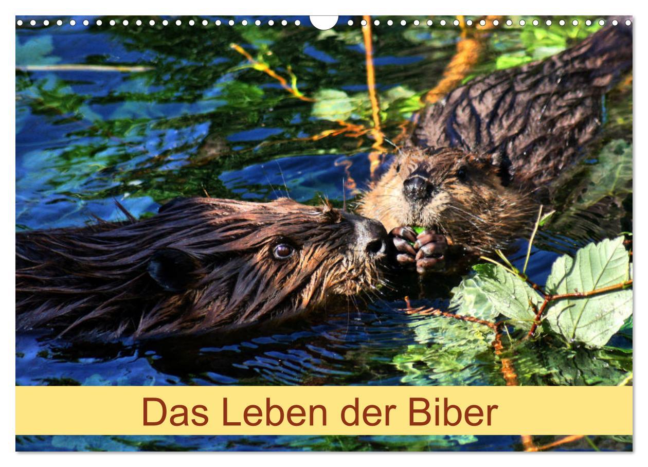 Cover: 9783435416394 | Das Leben der Biber (Wandkalender 2025 DIN A3 quer), CALVENDO...