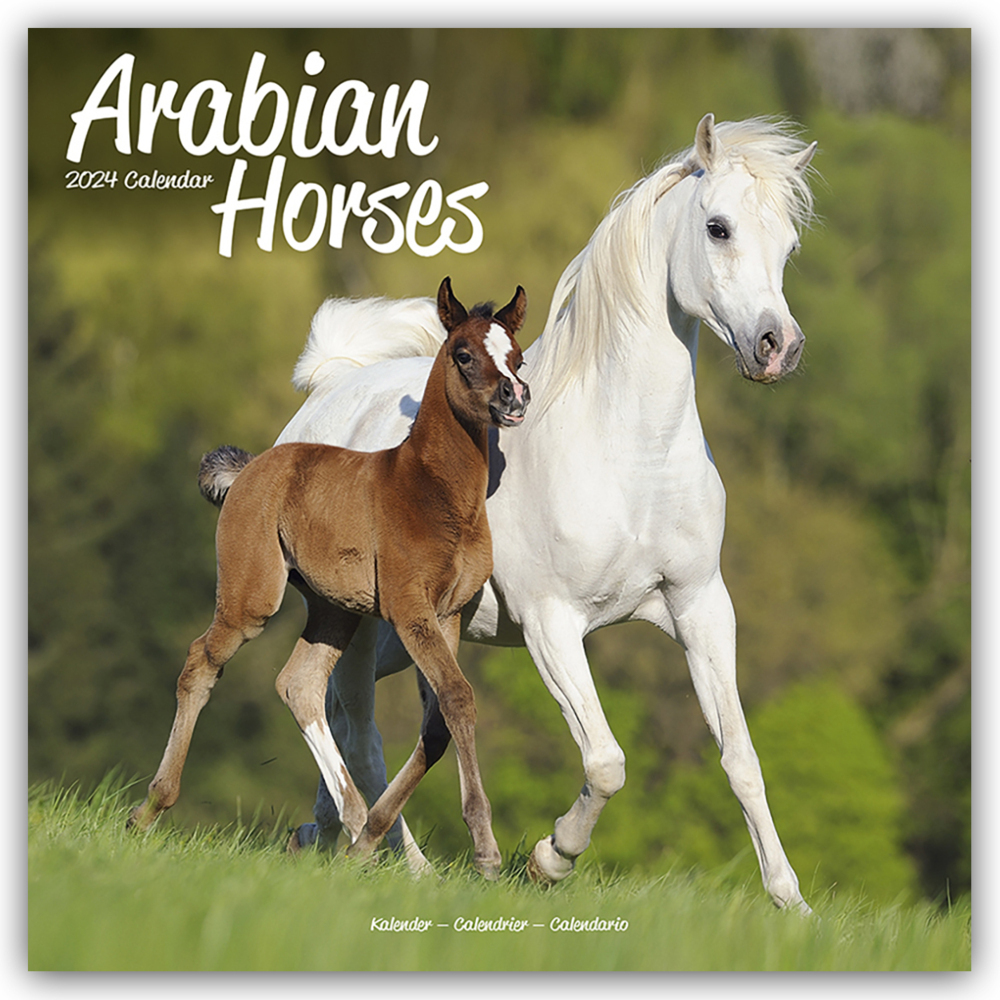 Cover: 9781804601273 | Arabians - Araber - Araber Pferde 2024 - 16-Monatskalender | Ltd