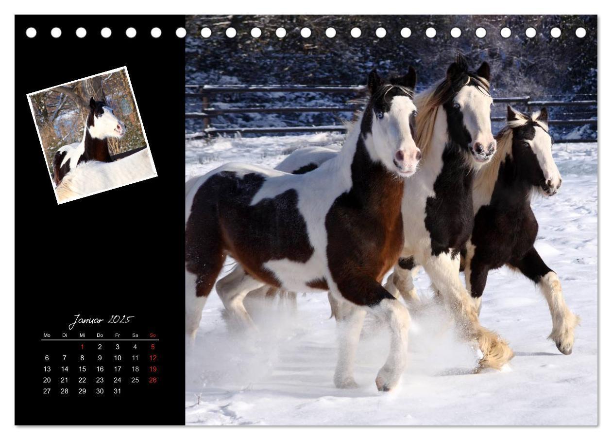 Bild: 9783435747139 | Irish Tinker (Tischkalender 2025 DIN A5 quer), CALVENDO Monatskalender