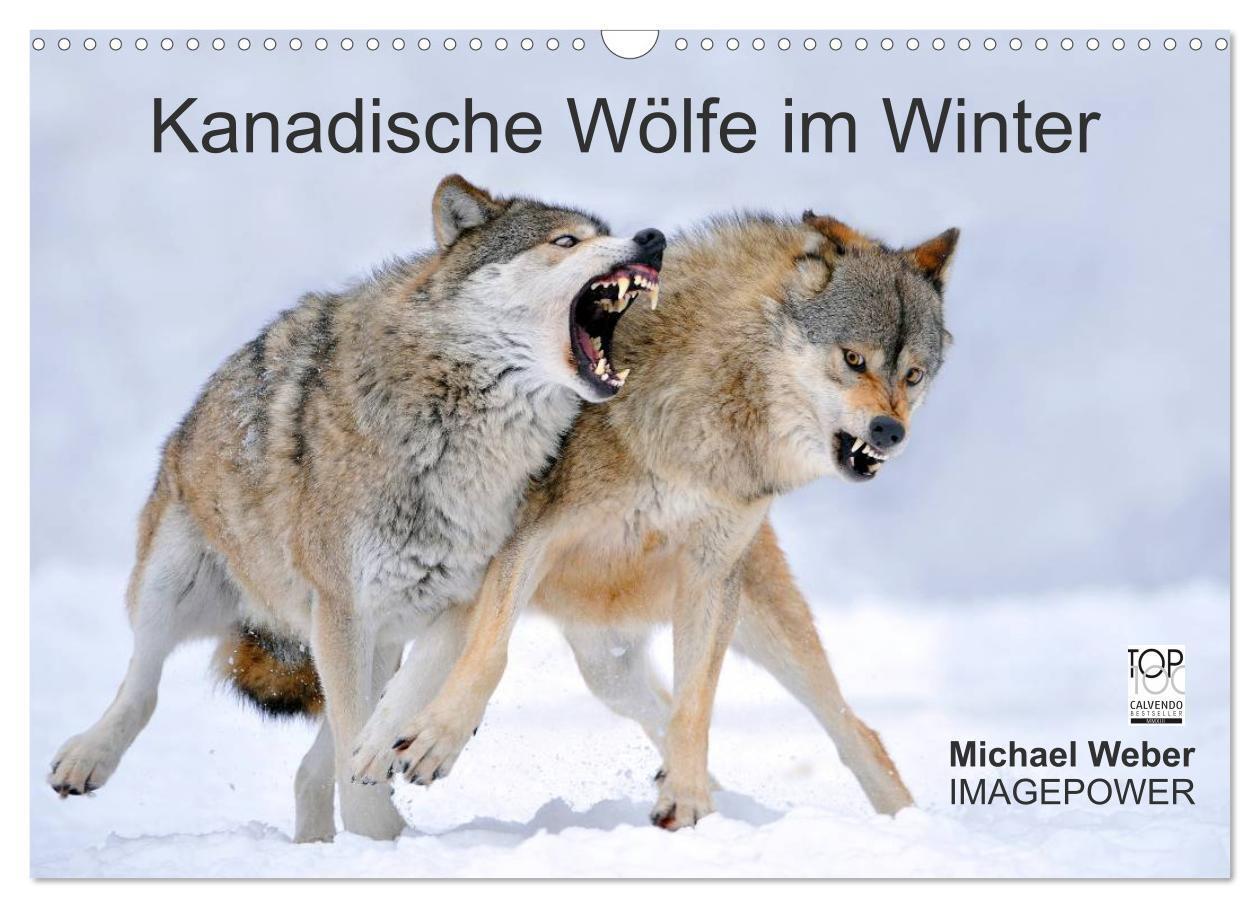Cover: 9783383591495 | Kanadische Wölfe im Winter (Wandkalender 2024 DIN A3 quer),...