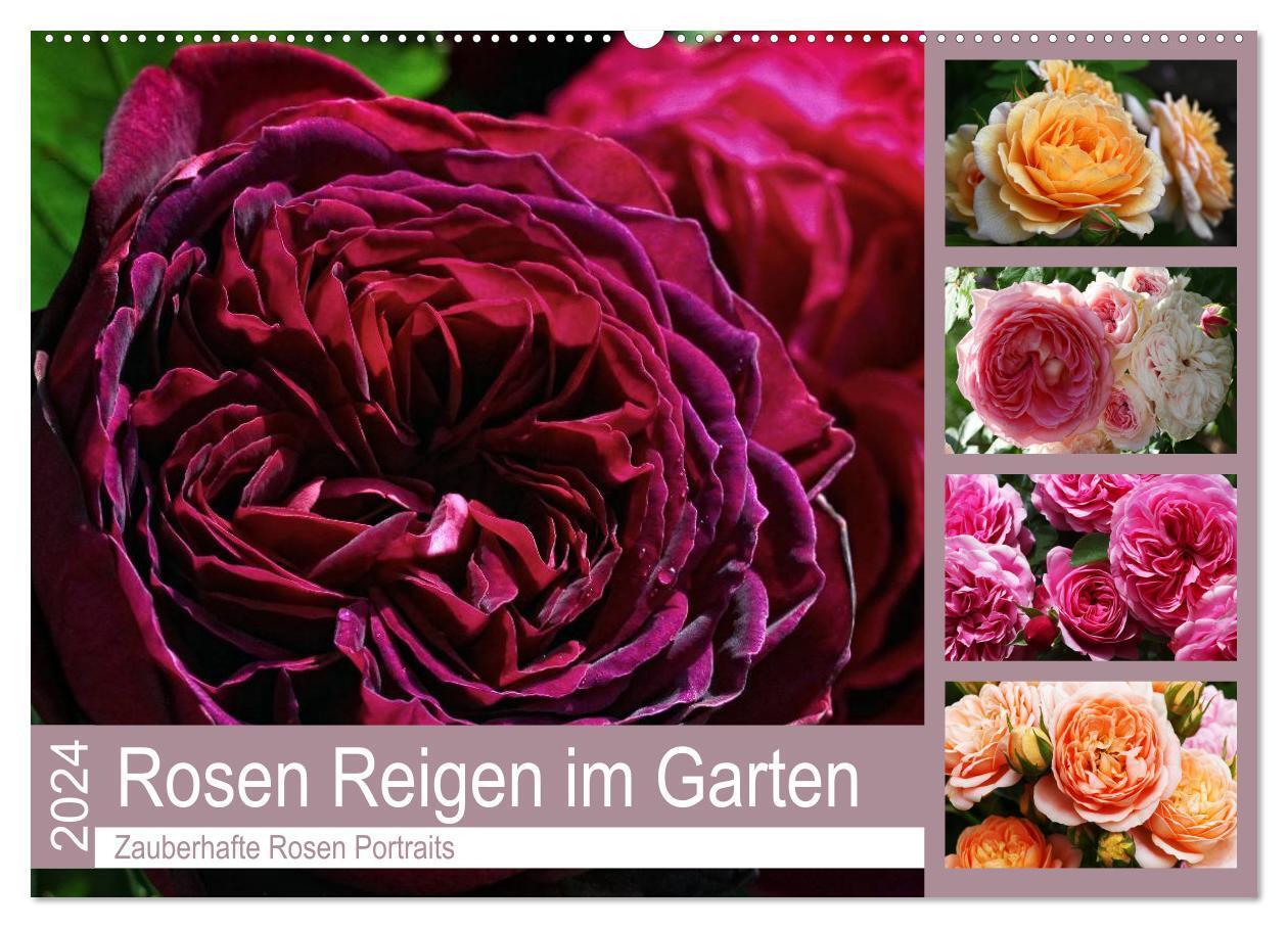 Cover: 9783383238949 | Rosen Reigen im Garten (Wandkalender 2024 DIN A2 quer), CALVENDO...