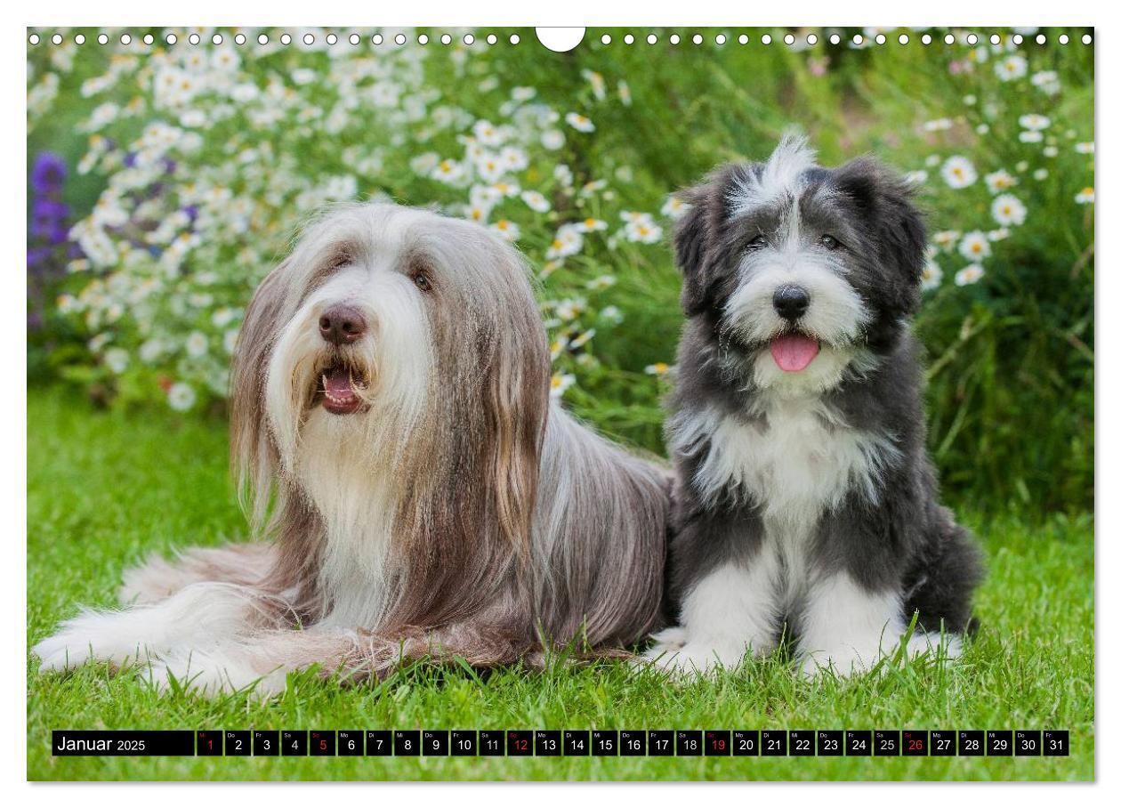 Bild: 9783435573509 | Liebenswerter Clown Bearded Collie (Wandkalender 2025 DIN A3 quer),...