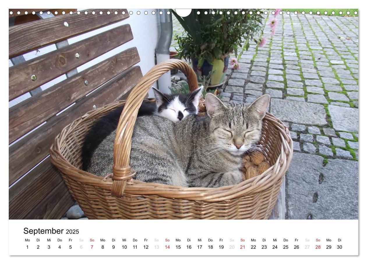 Bild: 9783435663378 | Bauernhoftiere (Wandkalender 2025 DIN A3 quer), CALVENDO...