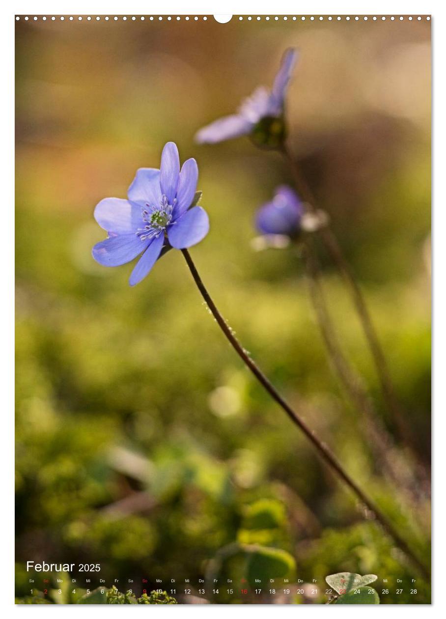 Bild: 9783457017319 | NATUR PUR Kleine Blumen am Wegesrand (Wandkalender 2025 DIN A2...