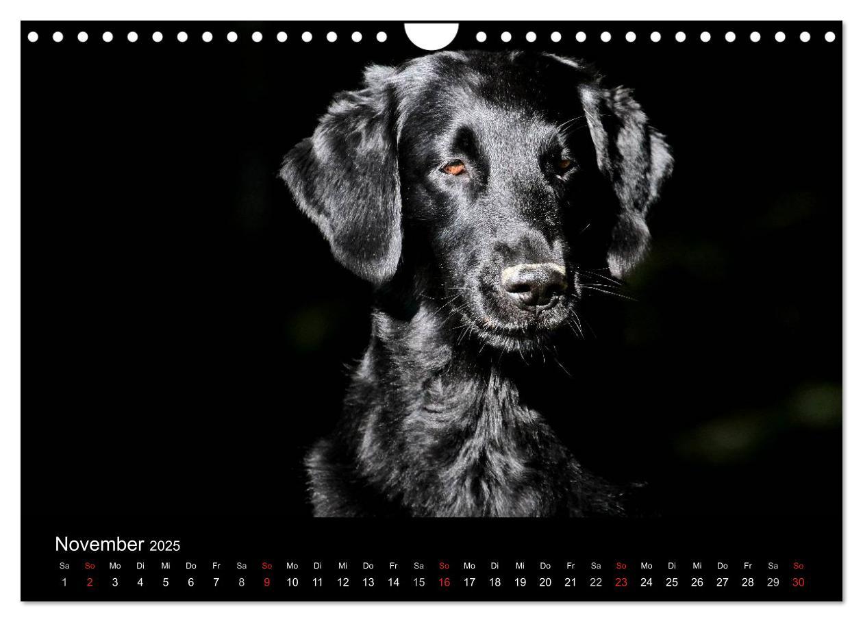 Bild: 9783435744367 | Flatcoated Retriever (Wandkalender 2025 DIN A4 quer), CALVENDO...