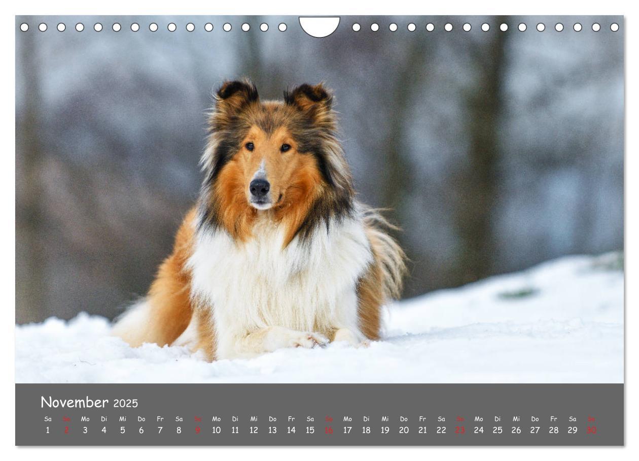 Bild: 9783435314522 | Einmal Collie - immer Collie (Wandkalender 2025 DIN A4 quer),...