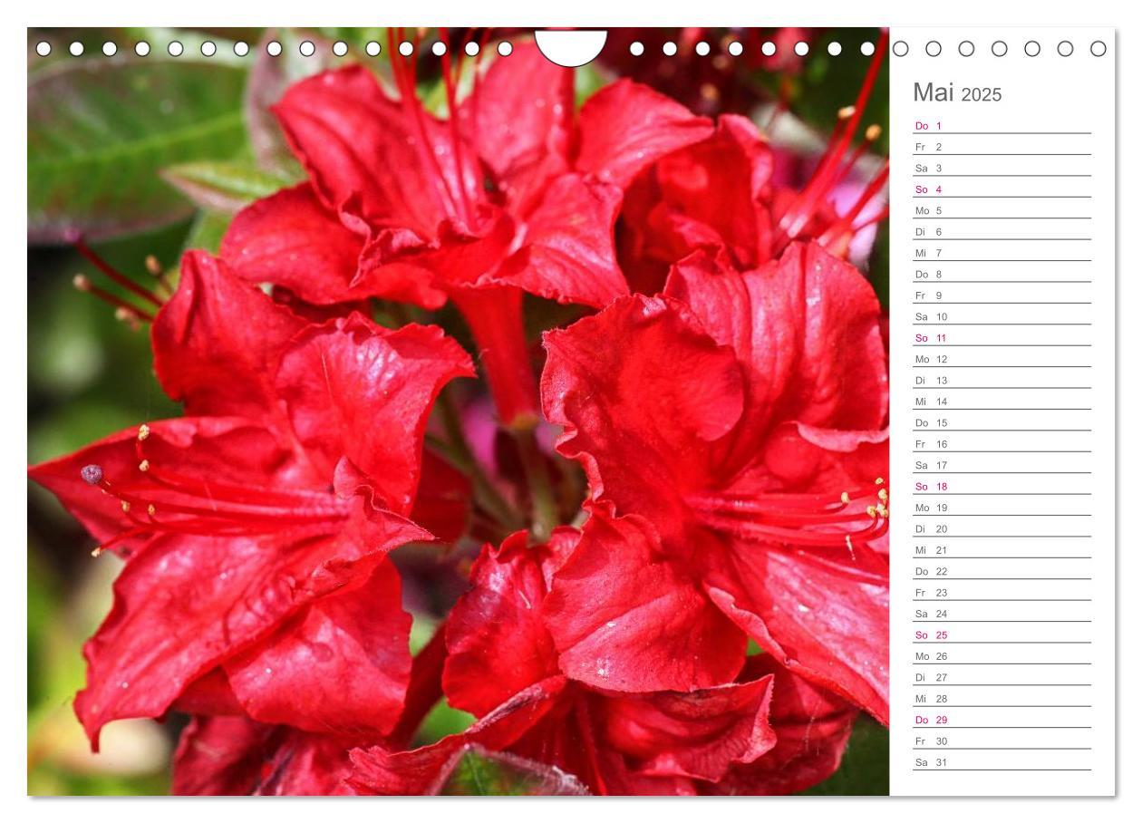 Bild: 9783435492091 | Rhododendron Schönheiten im Garten (Wandkalender 2025 DIN A4 quer),...