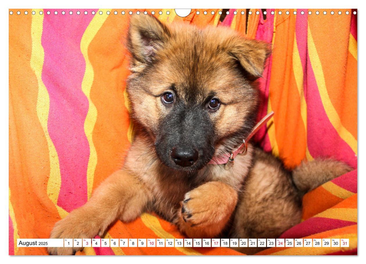 Bild: 9783435335367 | Eurasier, der Hund im Wolfspelz (Wandkalender 2025 DIN A3 quer),...