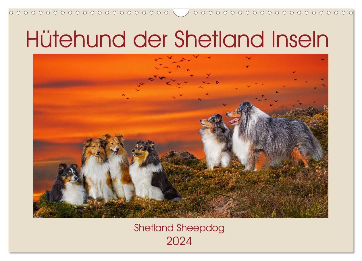 Cover: 9783675941540 | Hütehund der Shetland Inseln - Shetland Sheepdog (Wandkalender 2024...
