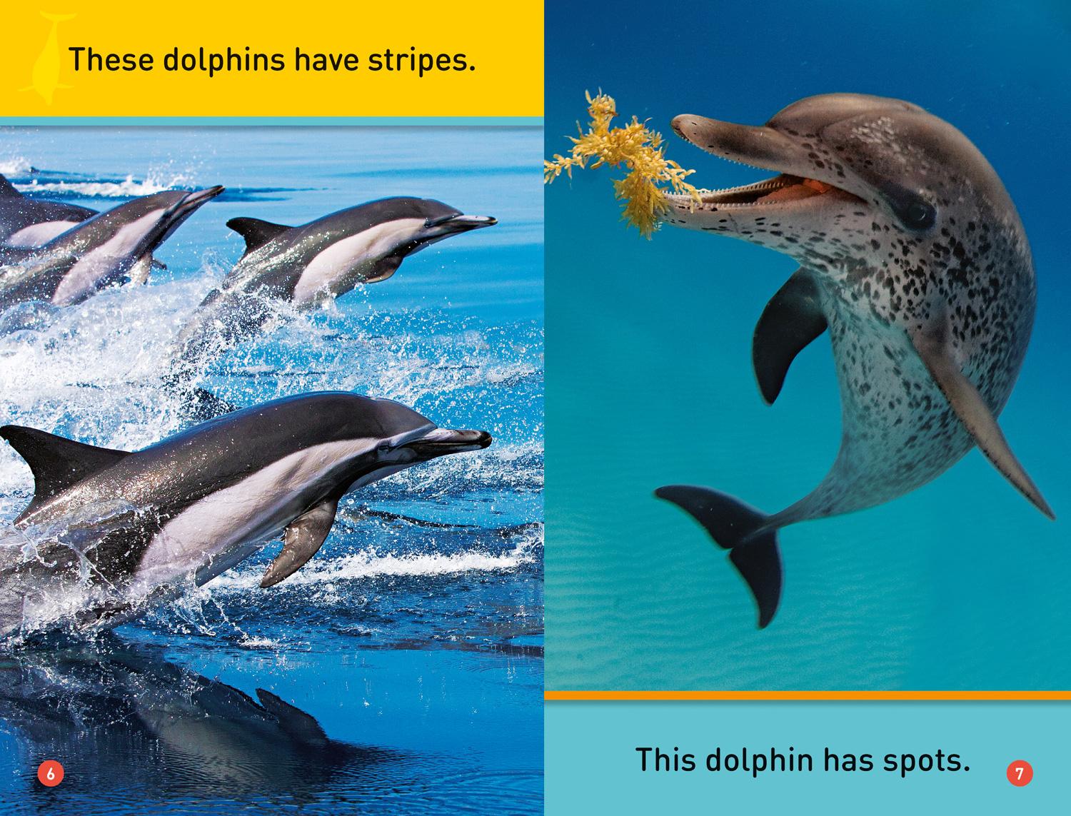 Bild: 9780008266523 | Dive, Dolphin! | Level 1 | National Geographic Kids (u. a.) | Buch