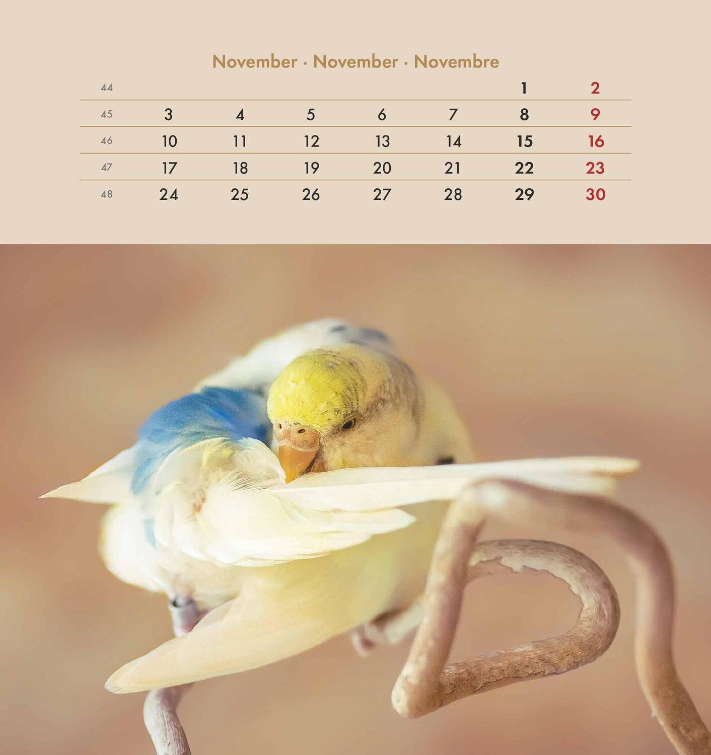 Bild: 4251732342319 | Wellensittiche 2025 - Postkartenkalender 16x17 cm - Budgies - zum...