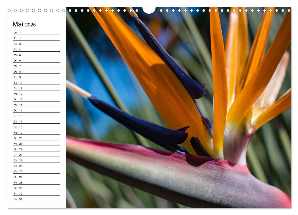 Bild: 9783435398553 | Strelitzien - die Paradiesvögel unter den Blumen (Wandkalender 2025...