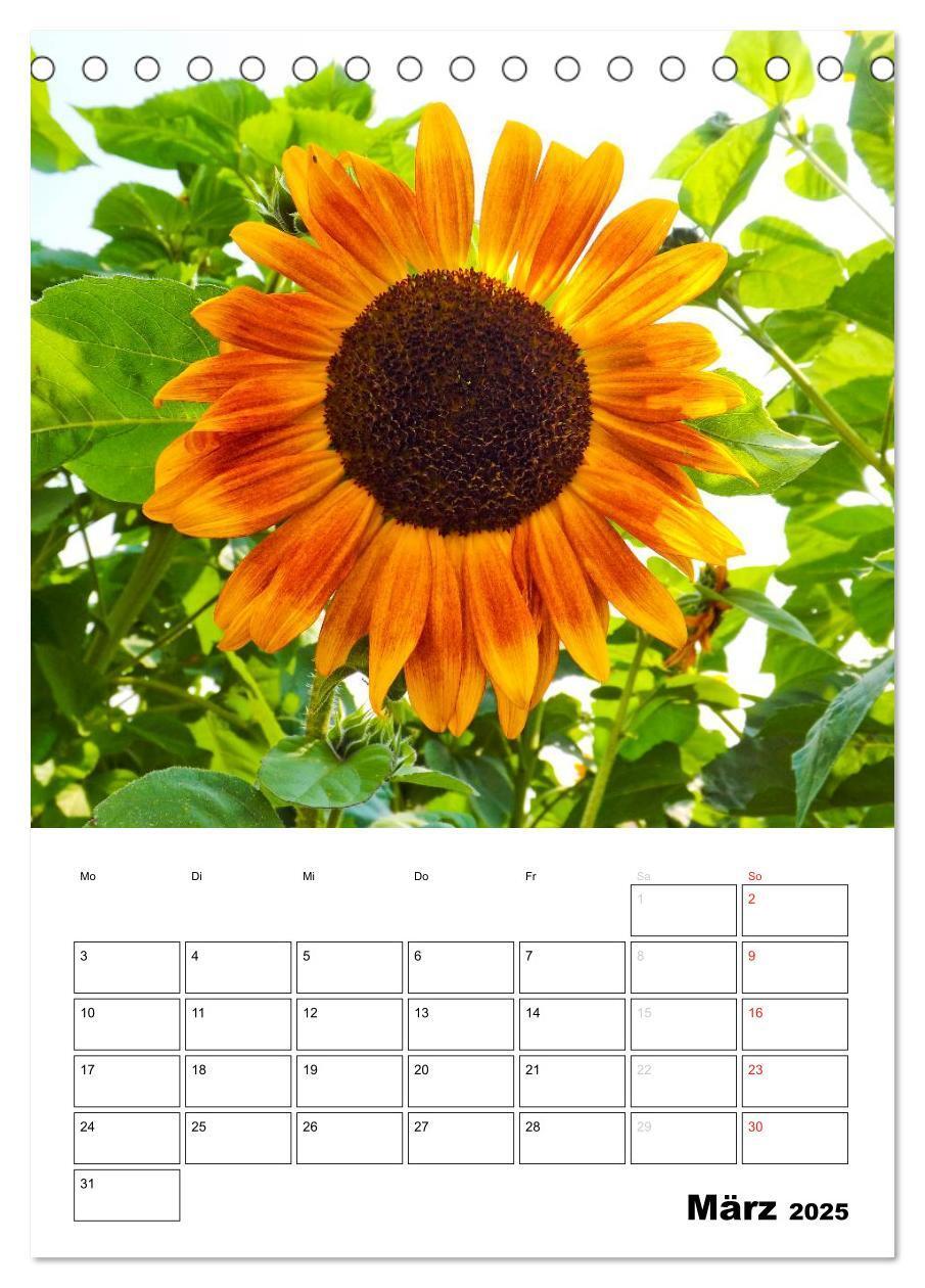 Bild: 9783435996476 | Strahlende Sonnenblumen (Tischkalender 2025 DIN A5 hoch), CALVENDO...