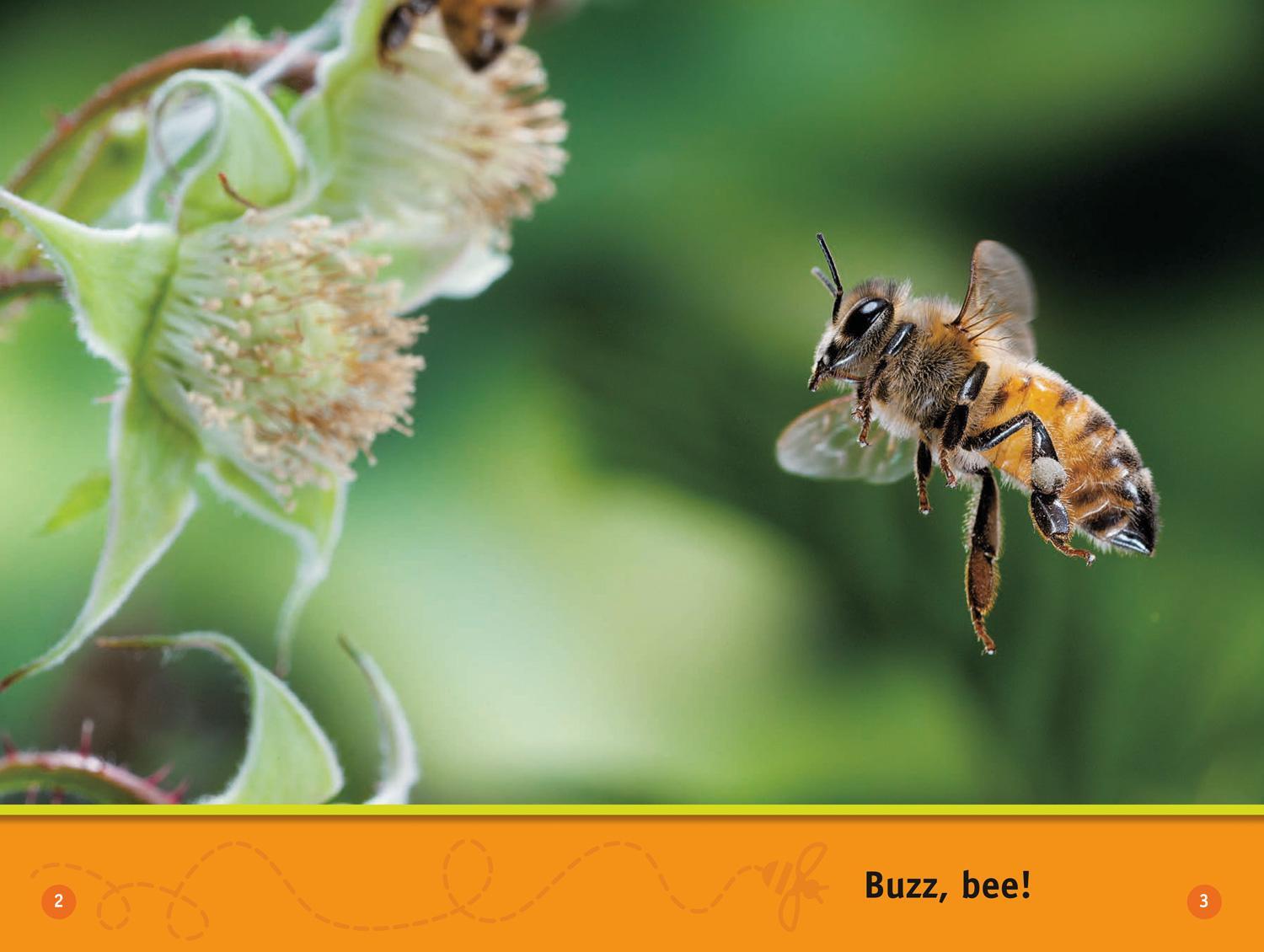 Bild: 9780008422219 | Buzz, Bee! | Level 1 | Jennifer Szymanski (u. a.) | Taschenbuch | 2020