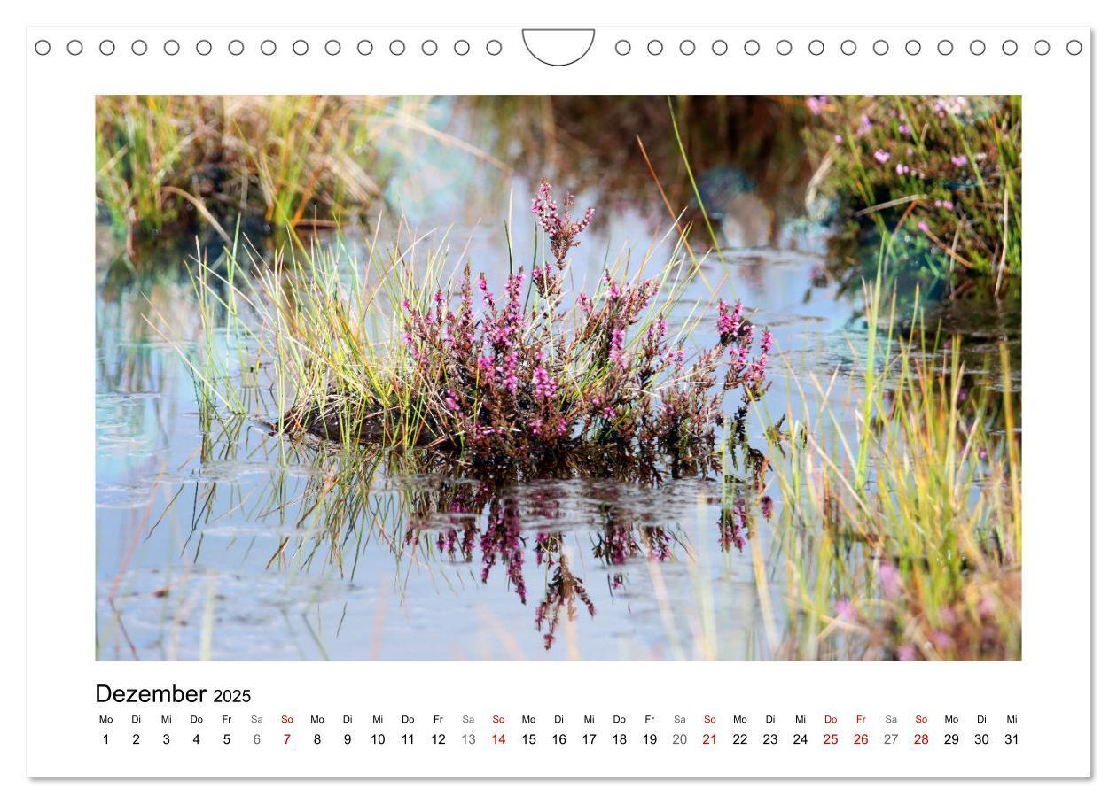 Bild: 9783435026791 | Rotes und Schwarzes Moor (Wandkalender 2025 DIN A4 quer), CALVENDO...