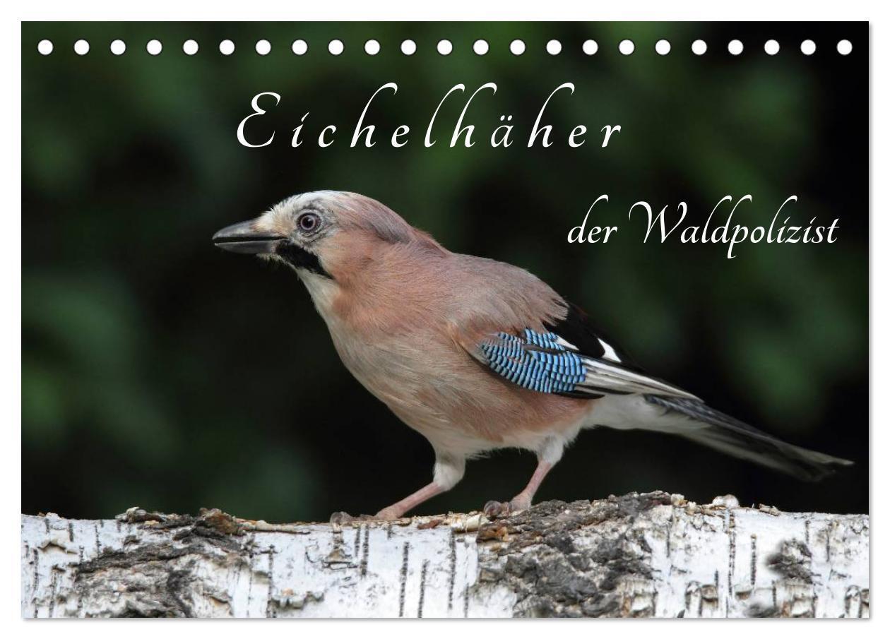 Cover: 9783383342318 | Eichelhäher der Waldpolizist (Tischkalender 2024 DIN A5 quer),...