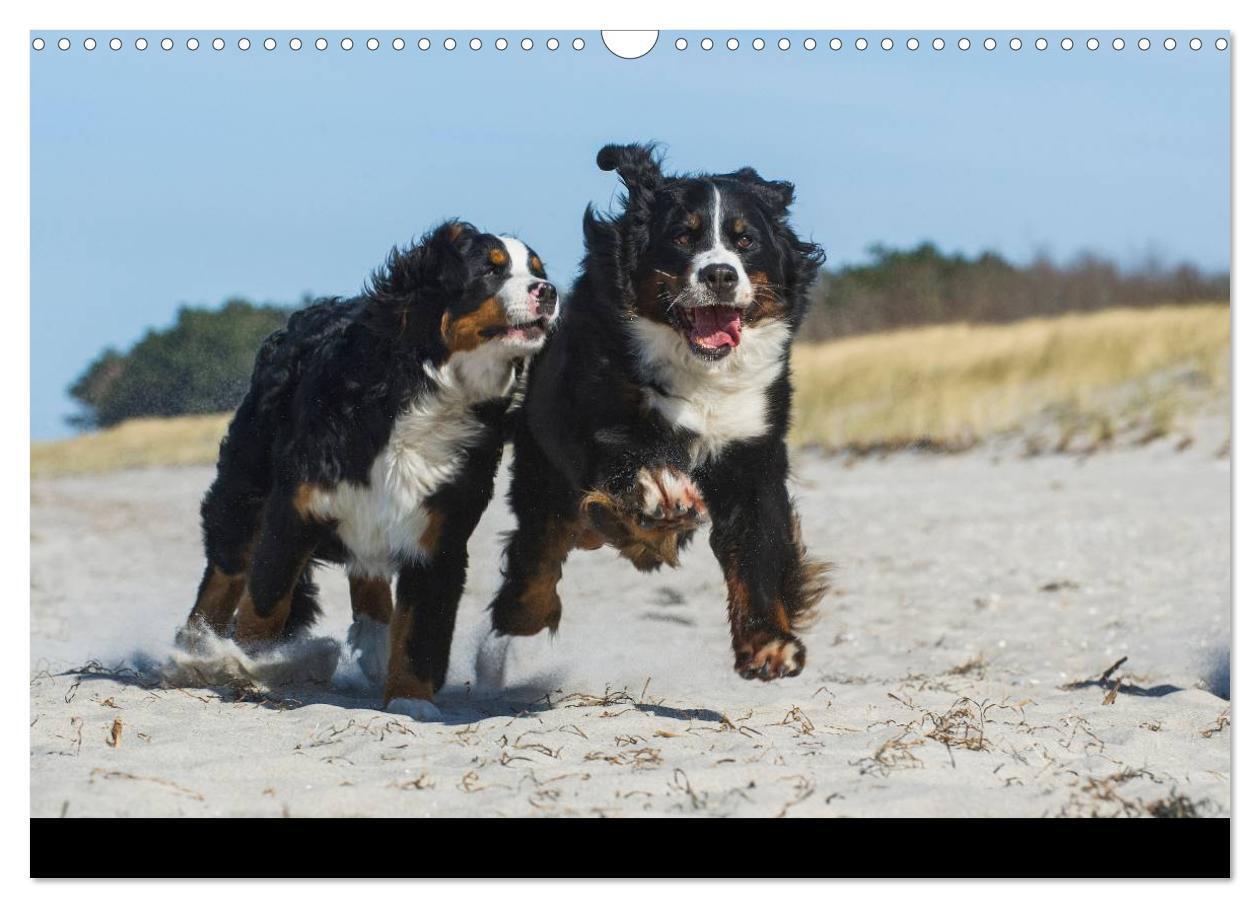 Bild: 9783435770465 | Berner Sennenhund 2025 (Wandkalender 2025 DIN A3 quer), CALVENDO...