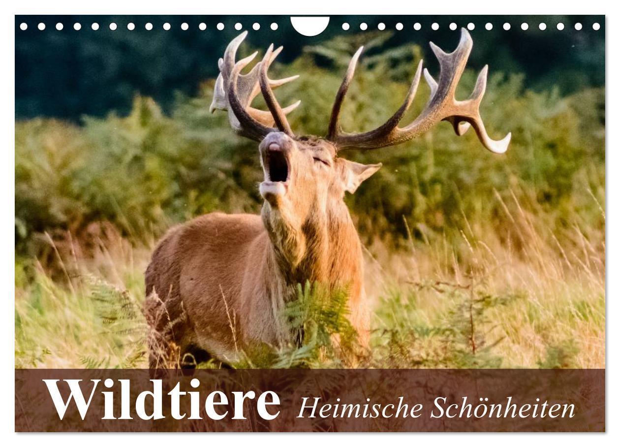 Cover: 9783675474369 | Wildtiere. Heimische Schönheiten (Wandkalender 2024 DIN A4 quer),...