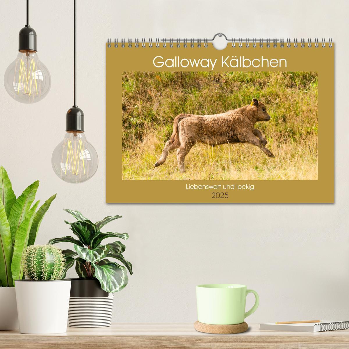 Bild: 9783435191161 | Galloway Kälbchen - Liebenswert und lockig (Wandkalender 2025 DIN...