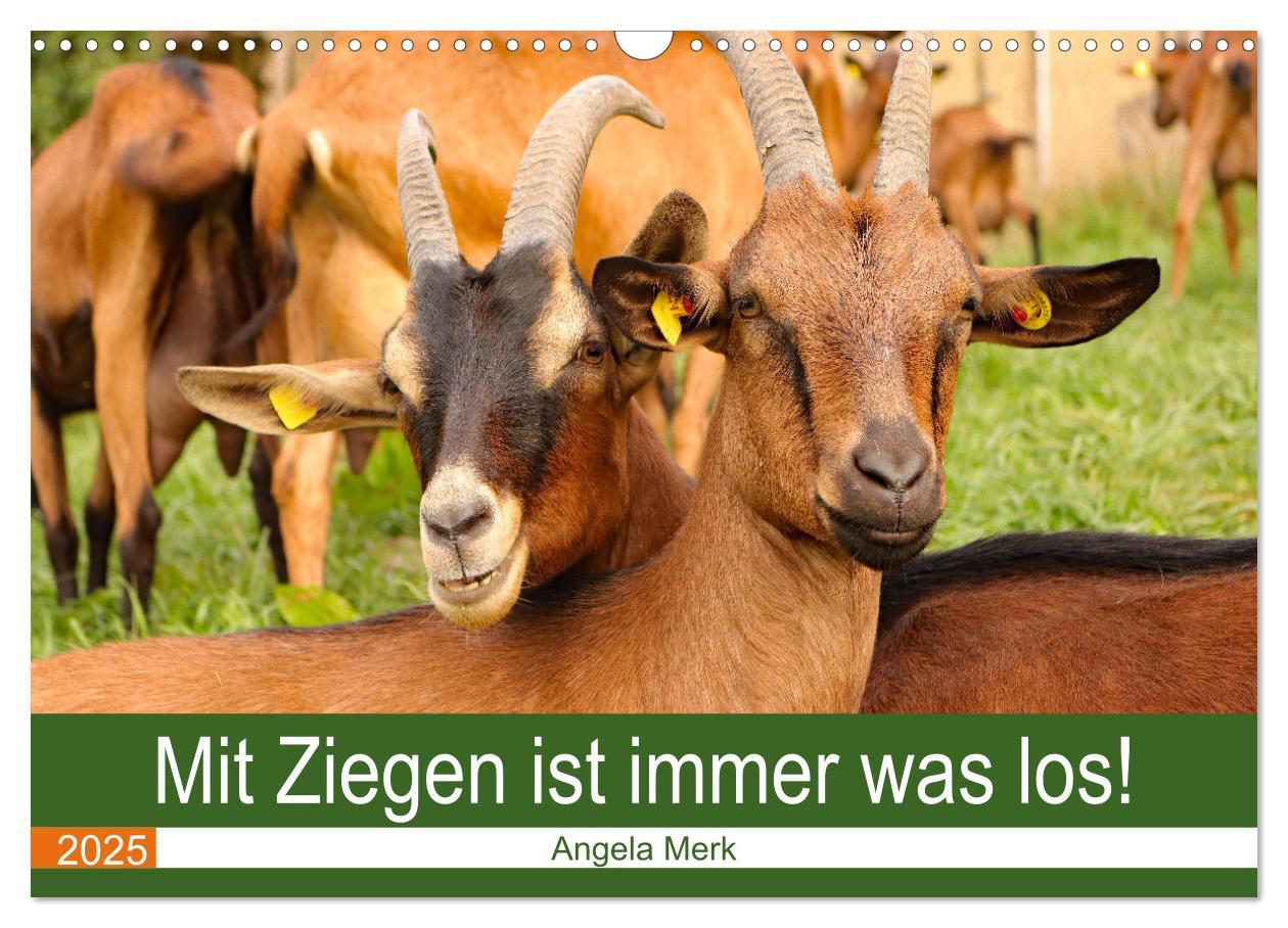 Cover: 9783435095933 | Mit Ziegen ist immer was los! (Wandkalender 2025 DIN A3 quer),...