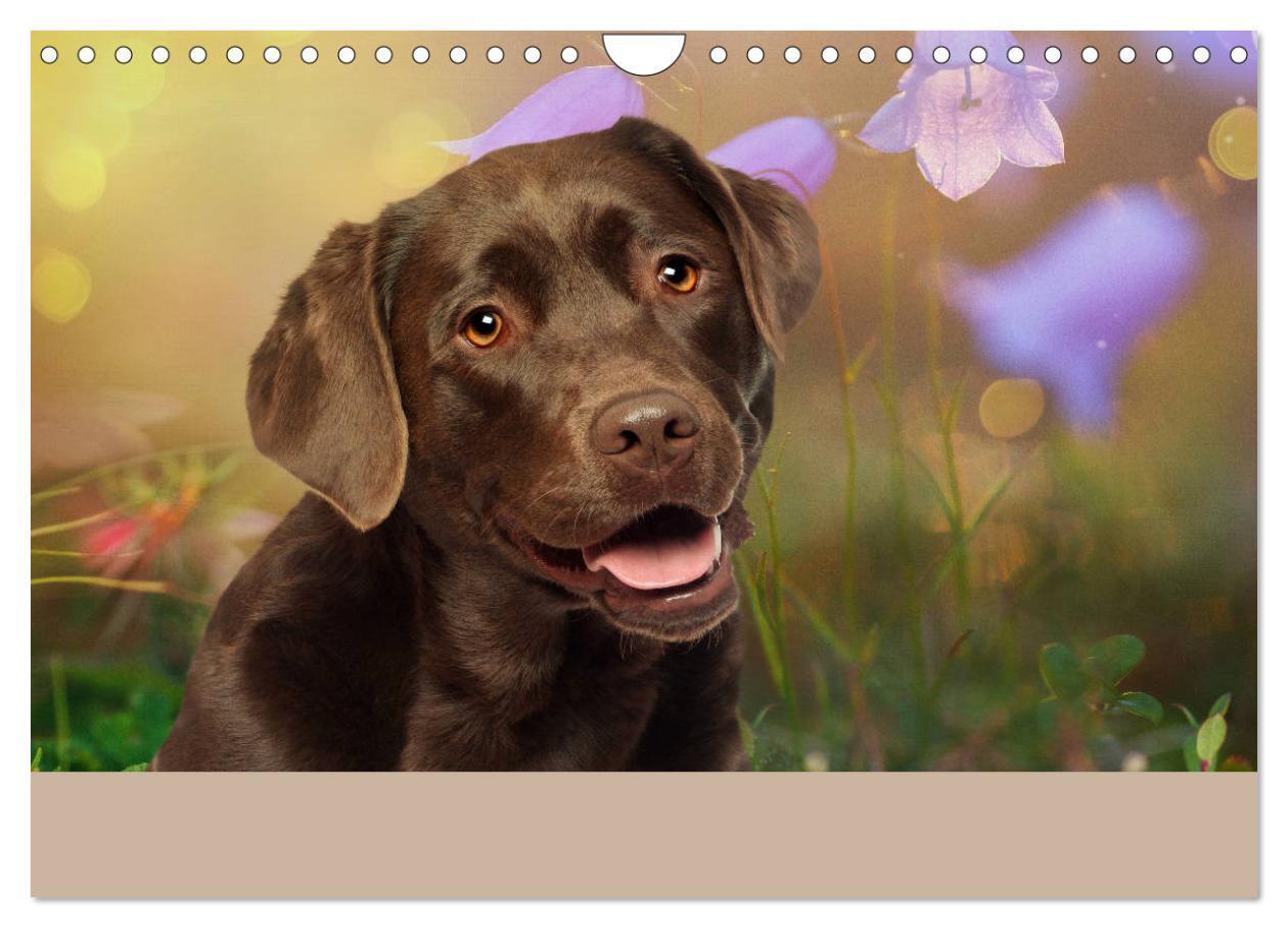 Bild: 9783435161805 | Labrador Retriever unsere Freunde (Wandkalender 2025 DIN A4 quer),...