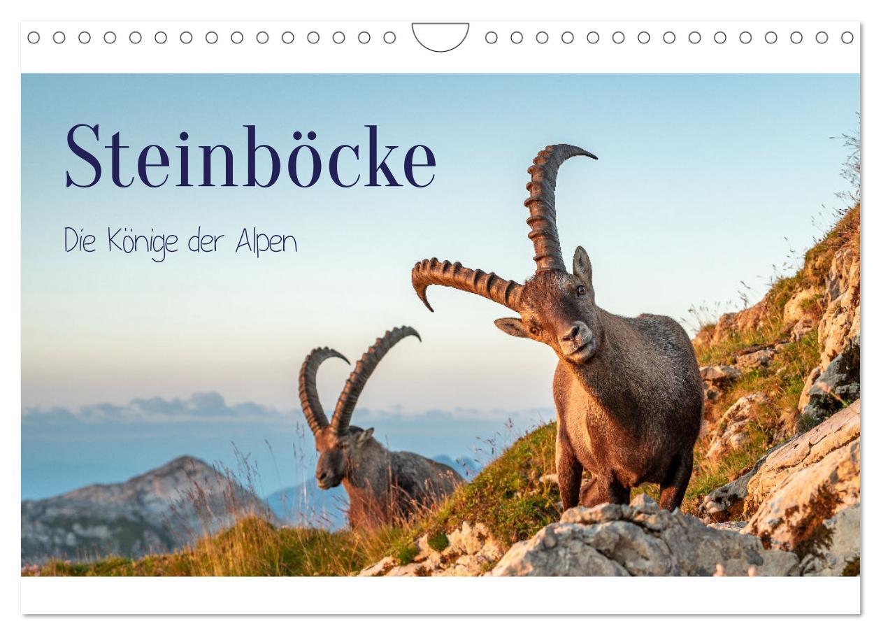 Cover: 9783383868474 | Steinböcke - Die Könige der Alpen (Wandkalender 2025 DIN A4 quer),...