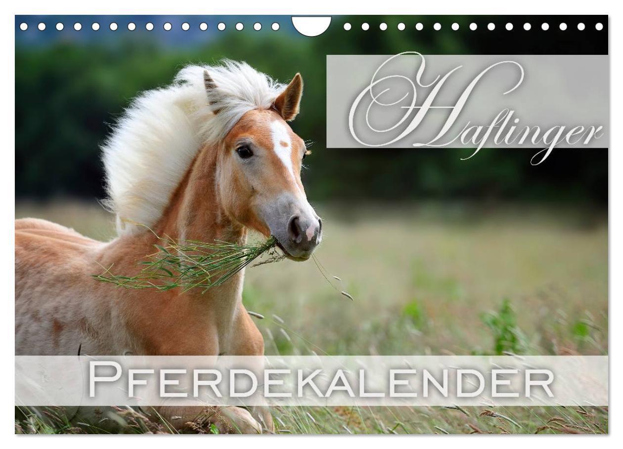 Cover: 9783675588301 | Haflinger / Geburtstagskalender (Wandkalender 2024 DIN A4 quer),...