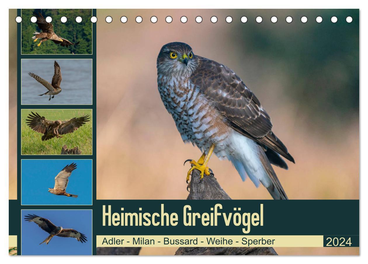 Cover: 9783675554399 | Heimische GREIFVÖGEL Adler Milan Bussard Weihe Sperber...
