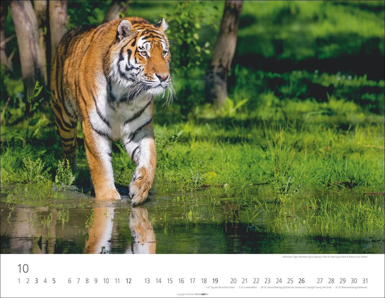 Bild: 9783839900413 | Tiger Kalender 2025 | Kalender | Spiralbindung | 14 S. | Deutsch