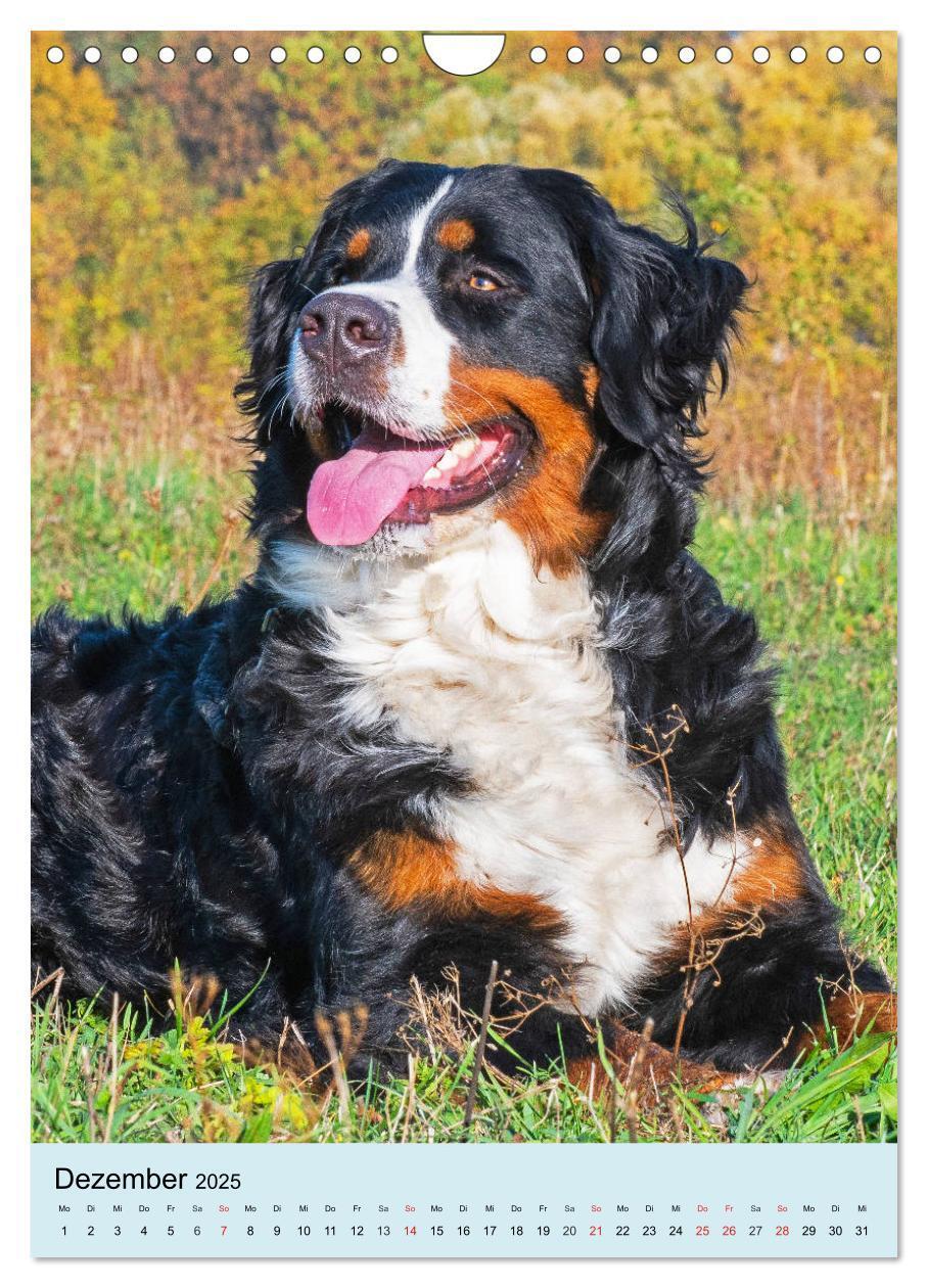 Bild: 9783435961054 | Berner Sennenhund - stark , schön und liebenswert (Wandkalender...