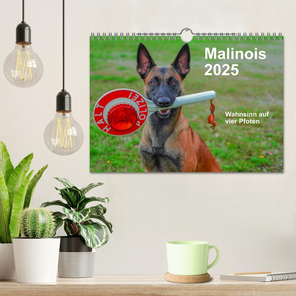 Bild: 9783435340415 | Malinois - Wahnsinn auf vier Pfoten (Wandkalender 2025 DIN A4...