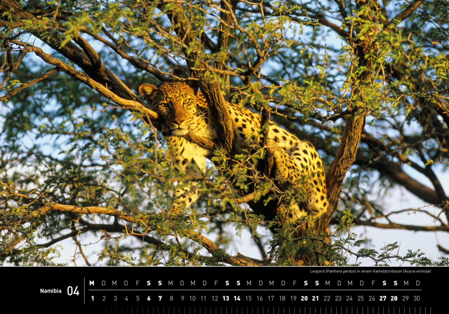 Bild: 9783968553481 | 360° Namibia Premiumkalender 2024 | Thomas Dreßler | Kalender | 2024