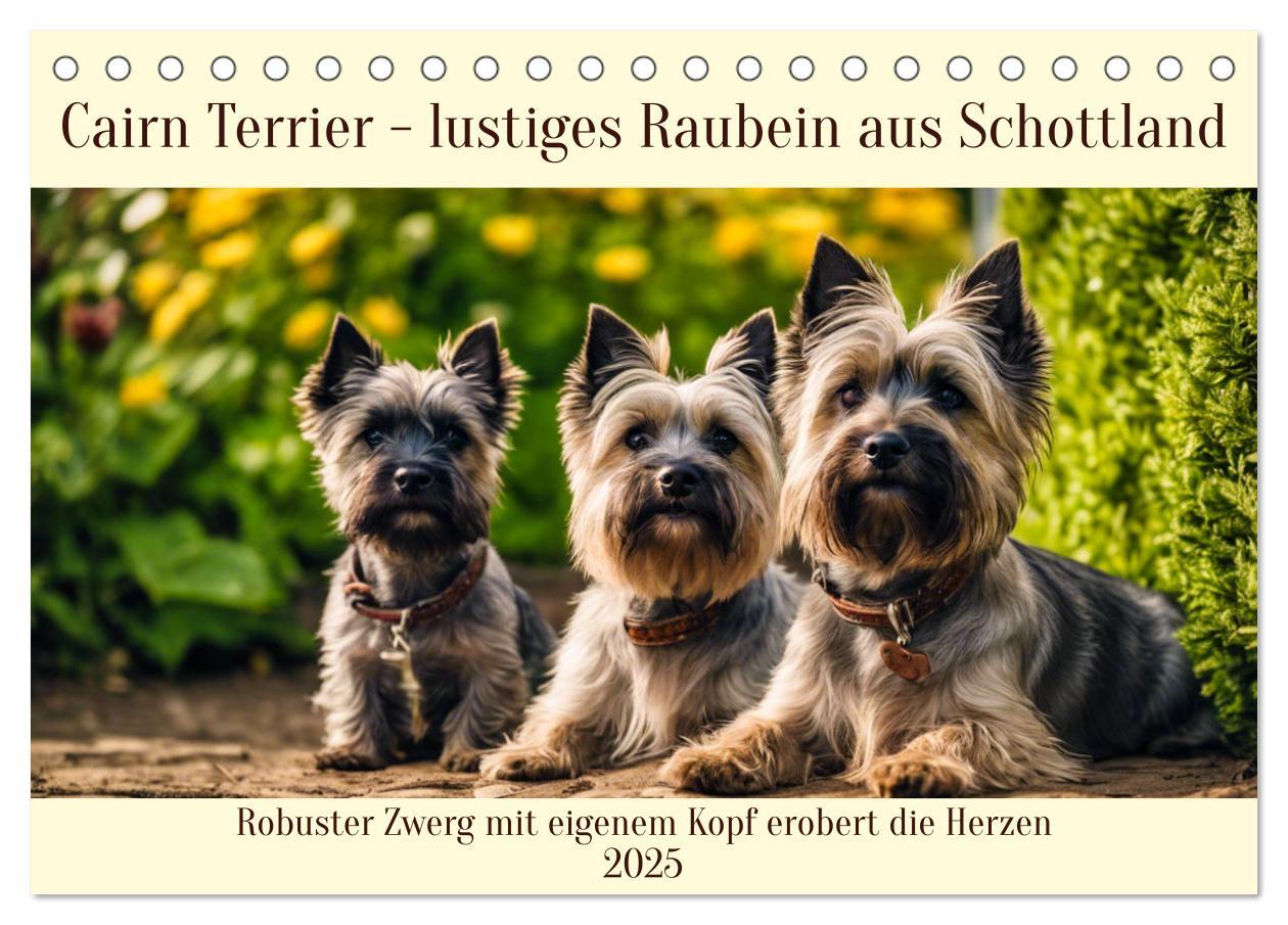 Cover: 9783435420742 | Cairn Terrier - lustiges Raubein aus Schottland (Tischkalender 2025...